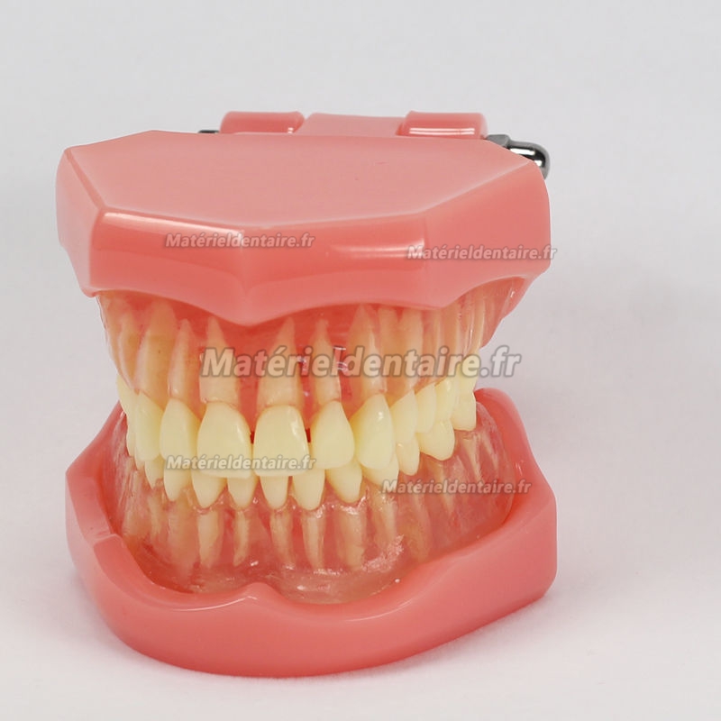 Le Modèle De Dent En Forme De Coeur Et Les Dents D'équipement Médical  D'outils Professionnels De Dentiste Seront En Bonne Santé